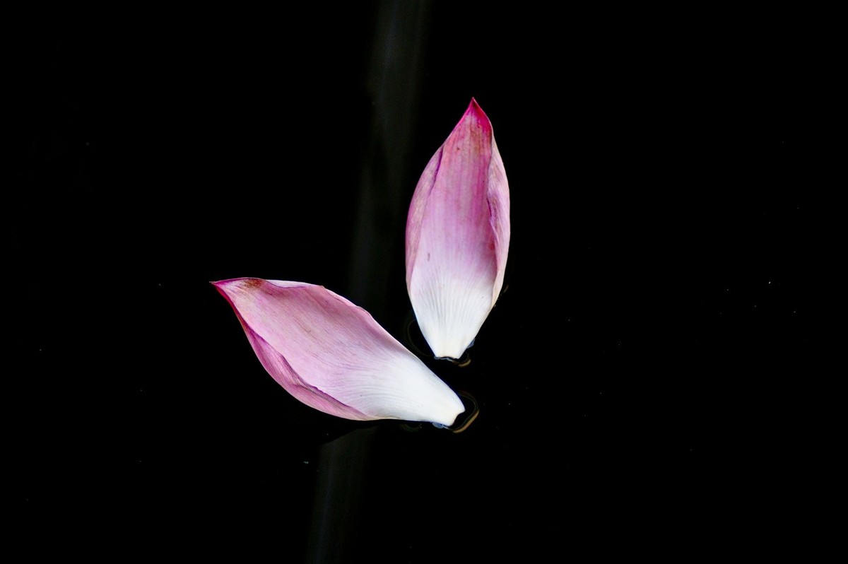 风姿绰约的秋荷