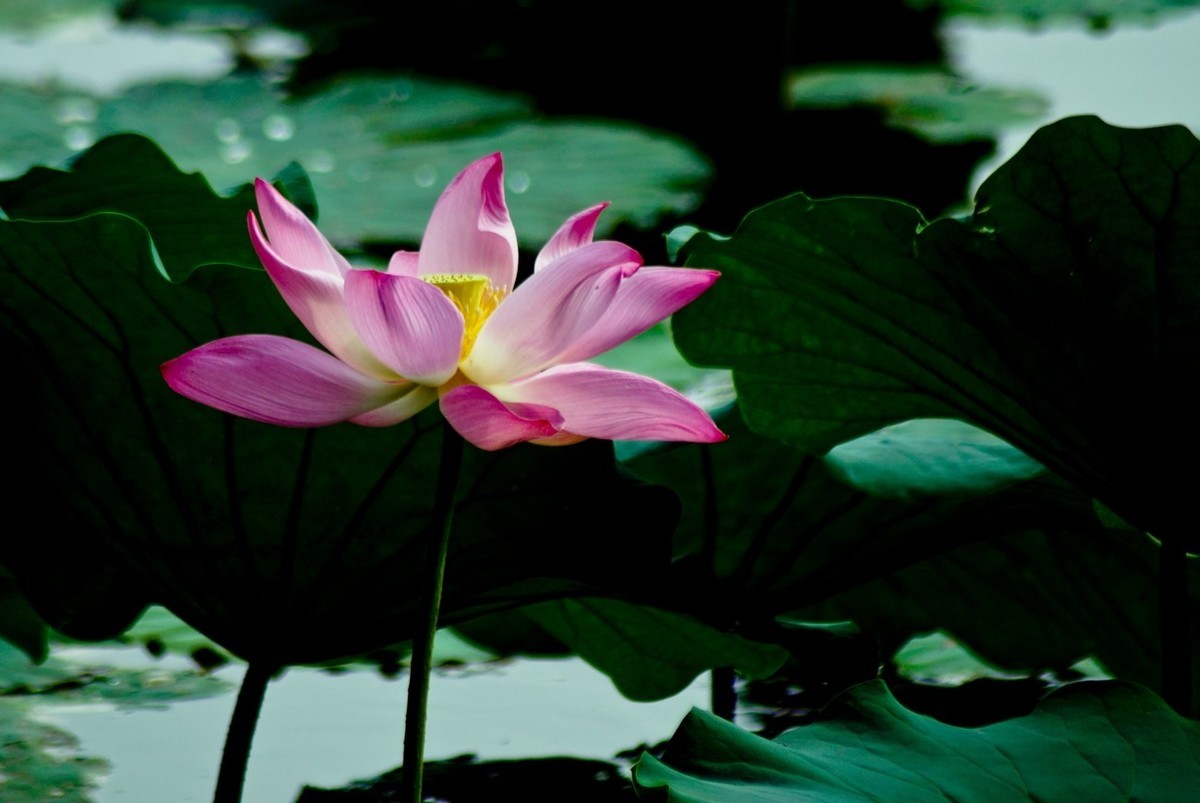 风姿绰约的秋荷