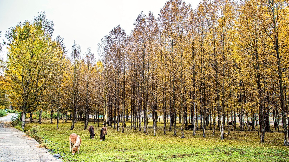 金秋川西--甲根坝【7】