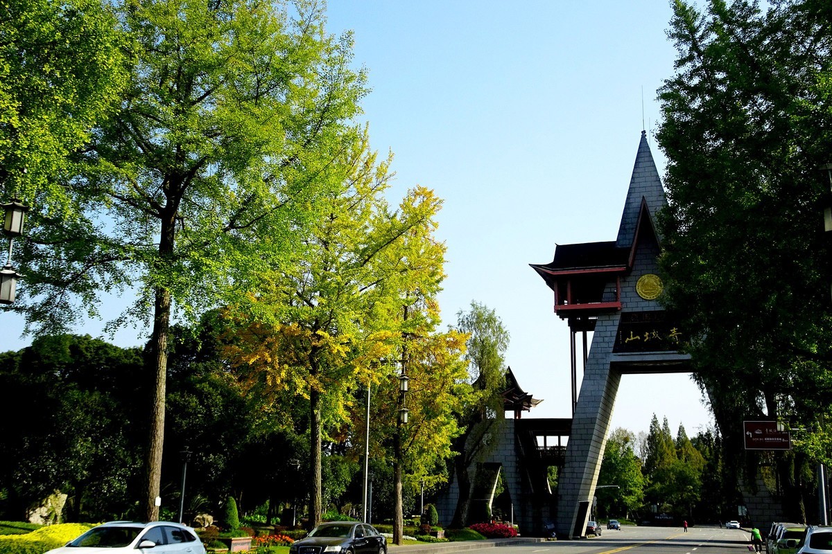 【今日立冬】青城山的银杏大道银杏渐黄