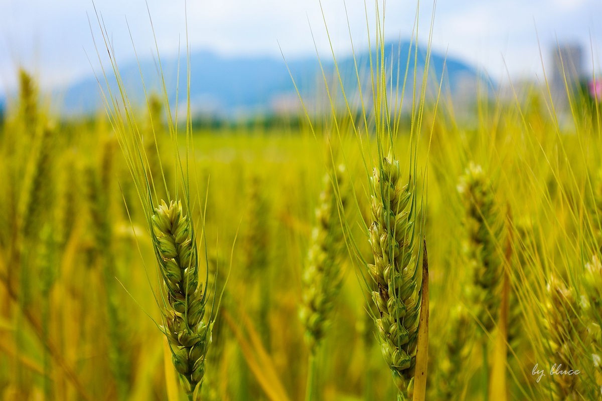 杭州富阳----阳陂湖（3）