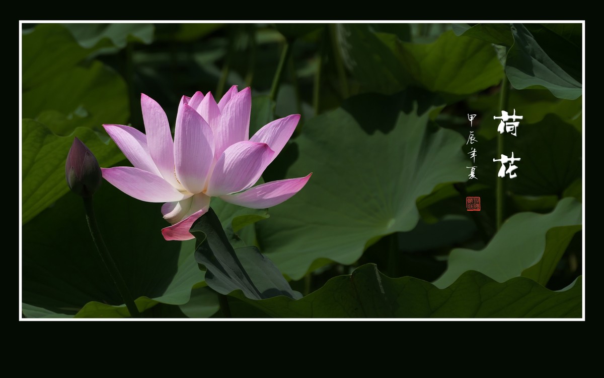 和和美美的荷花