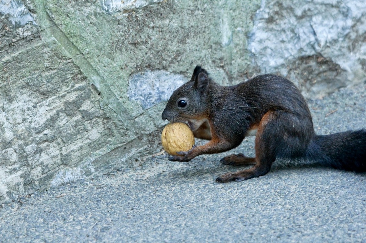 松鼠——秋天的小精灵