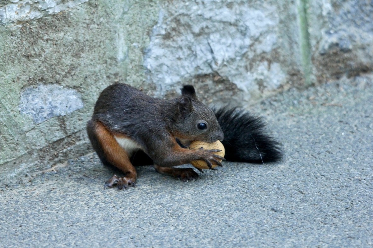 松鼠——秋天的小精灵
