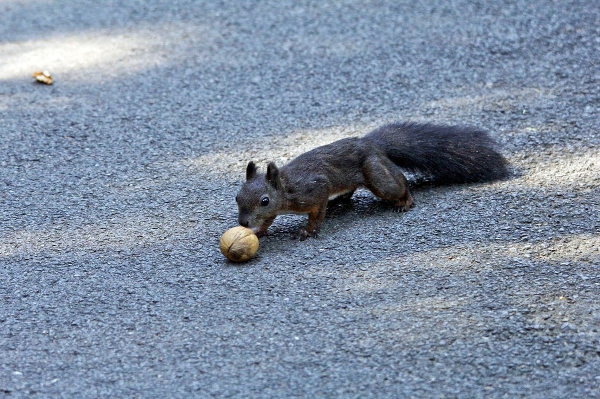 松鼠——秋天的小精灵