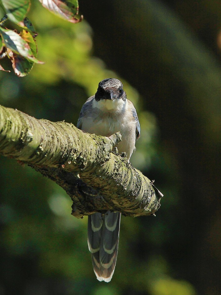 报到帖，一贴随拍抓拍《风景，花草鸟还有妹子》问大家好！