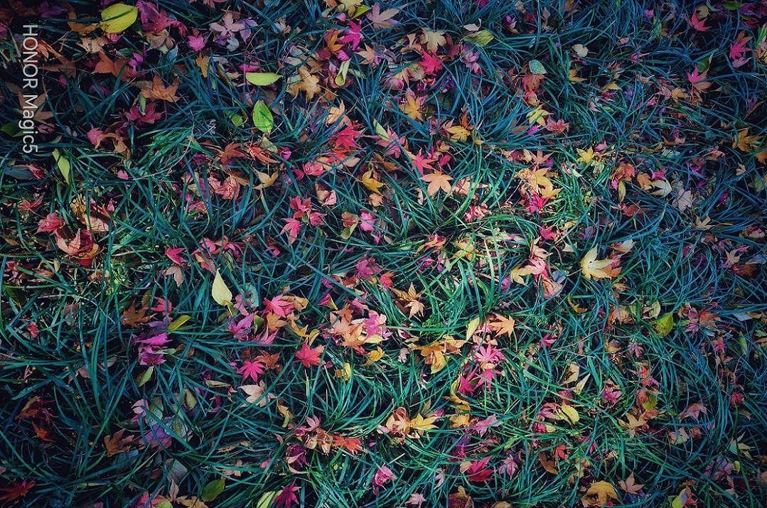 报到帖，一贴随拍抓拍《风景，花草鸟还有妹子》问大家好！