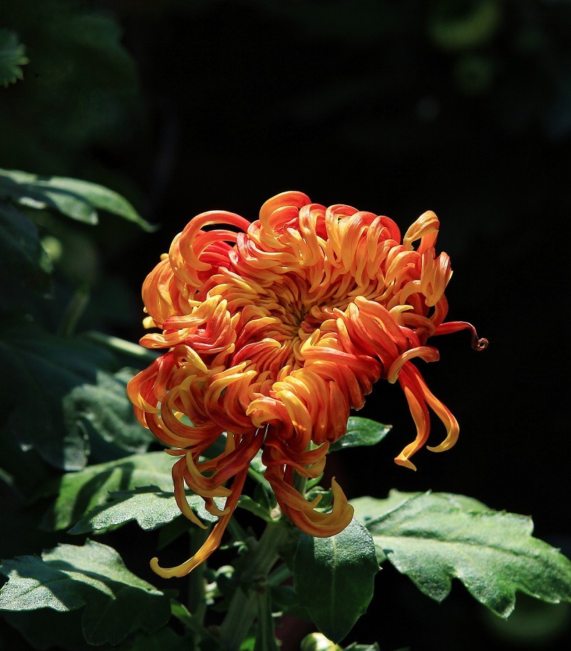 报到帖，一贴随拍抓拍《风景，花草鸟还有妹子》问大家好！