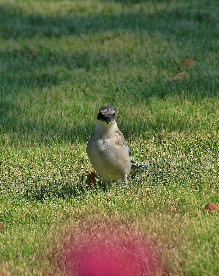 报到帖，一贴随拍抓拍《风景，花草鸟还有妹子》问大家好！