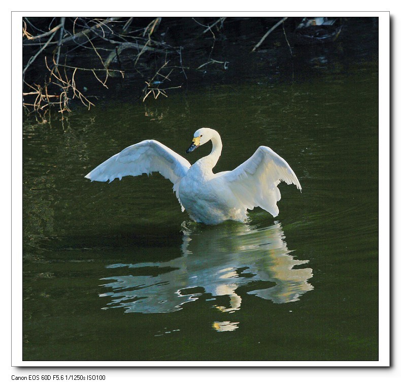 报到帖，一贴随拍抓拍《风景，花草鸟还有妹子》问大家好！
