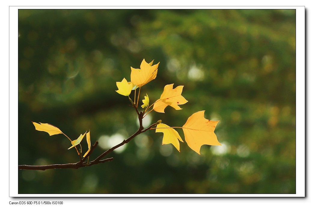 报到帖，一贴随拍抓拍《风景，花草鸟还有妹子》问大家好！