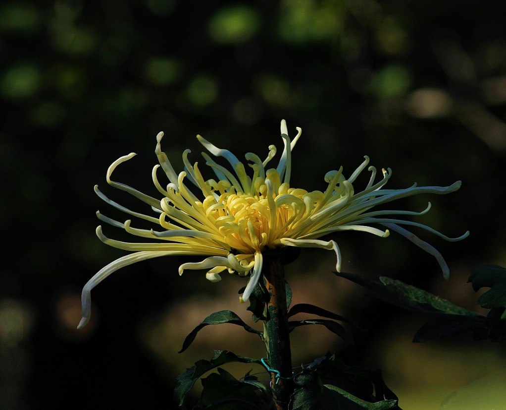 报到帖，一贴随拍抓拍《风景，花草鸟还有妹子》问大家好！