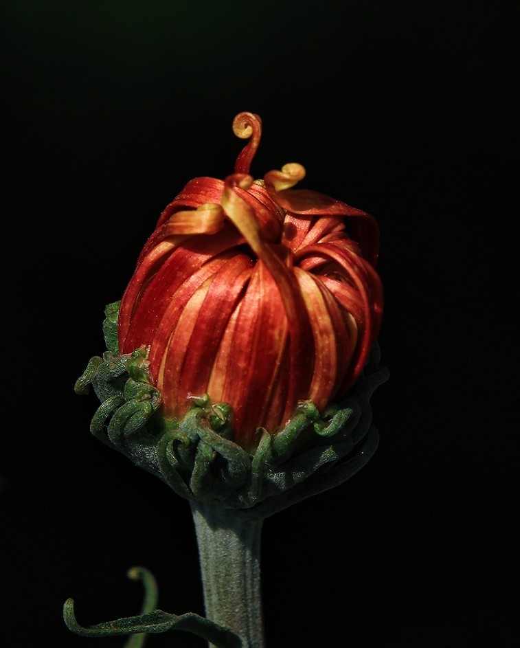 报到帖，一贴随拍抓拍《风景，花草鸟还有妹子》问大家好！