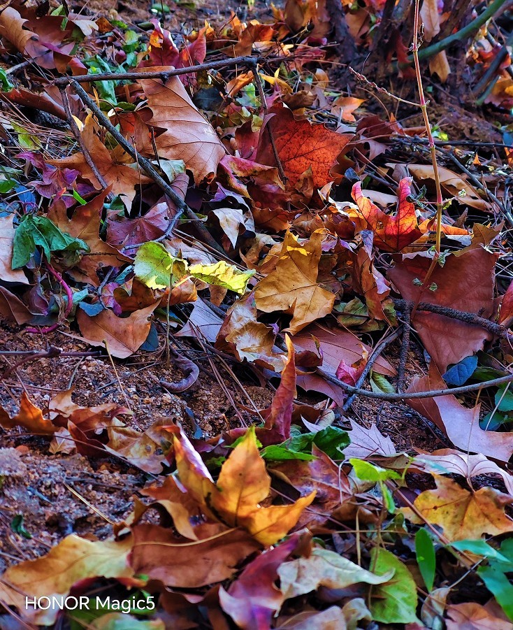 报到帖，一贴随拍抓拍《风景，花草鸟还有妹子》问大家好！