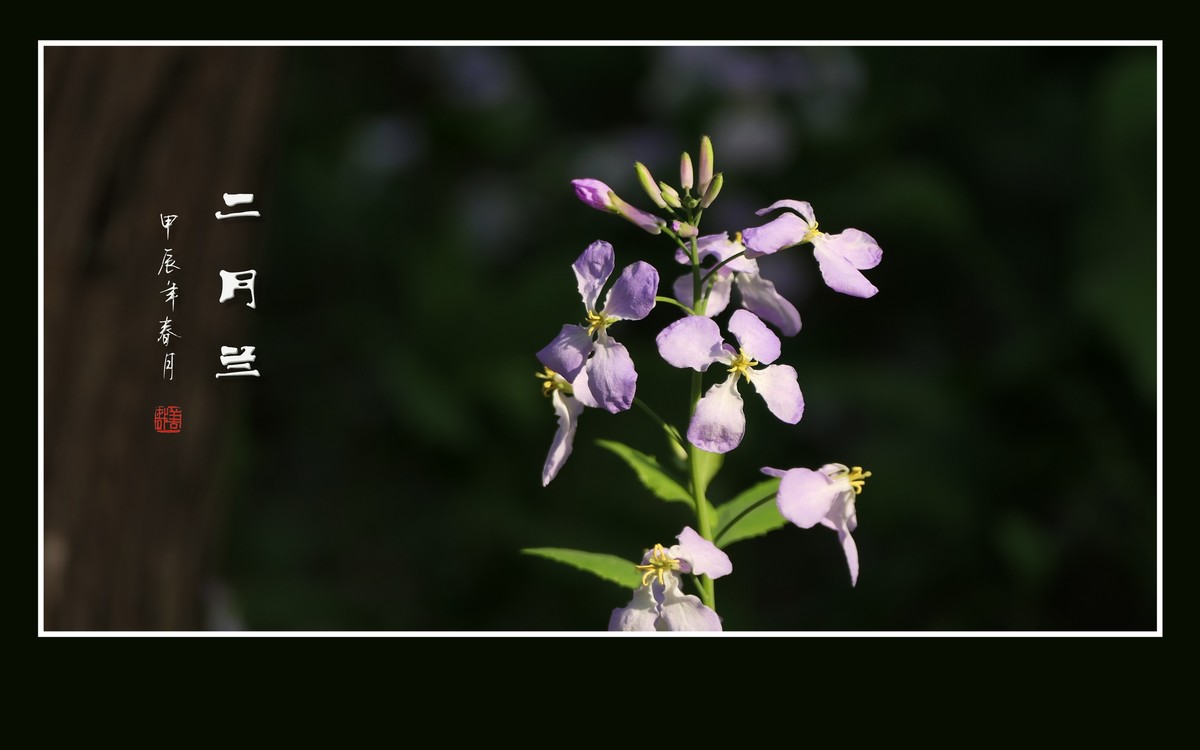 漂亮的二月兰花