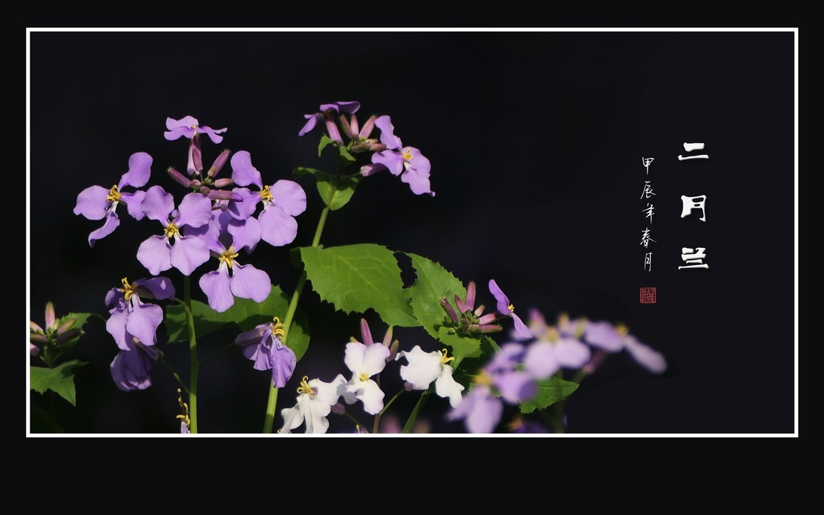 漂亮的二月兰花
