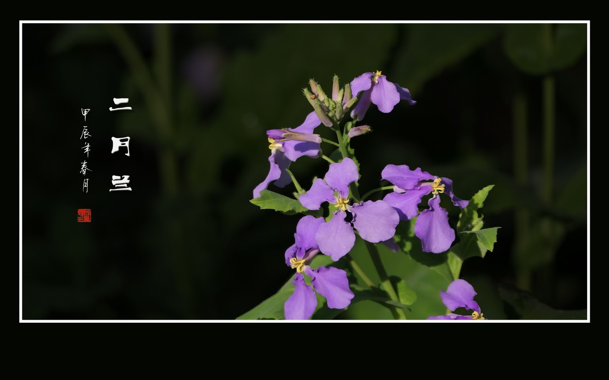 漂亮的二月兰花