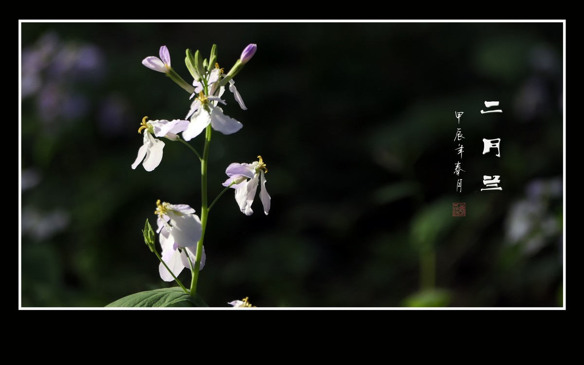 漂亮的二月兰花