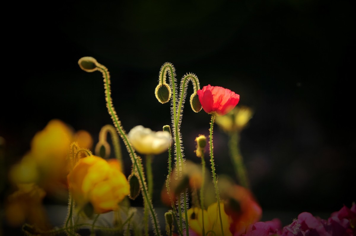 #版主坐堂#索尼大版星空(中国)2022年6月份优秀作品精选汇总