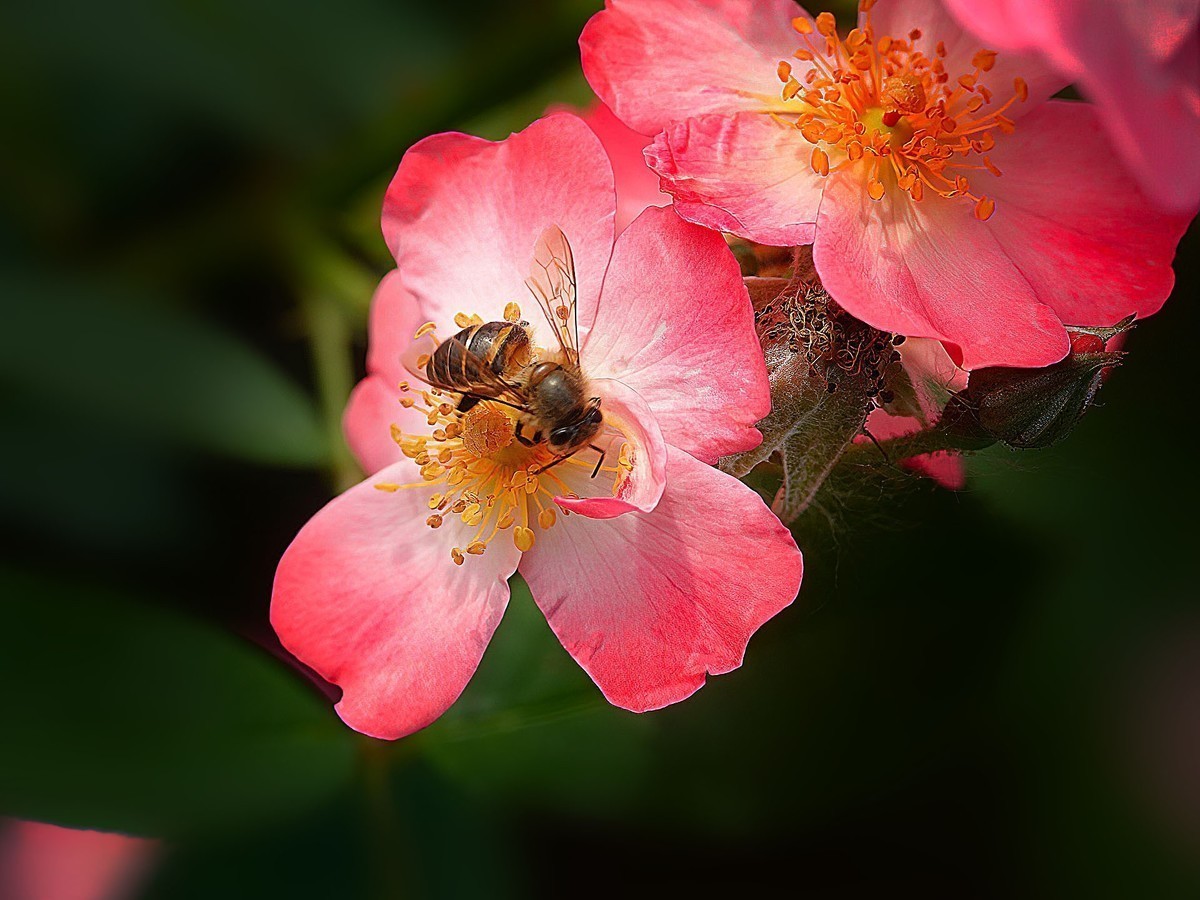 #版主坐堂#索尼大版星空(中国)2022年6月份优秀作品精选汇总