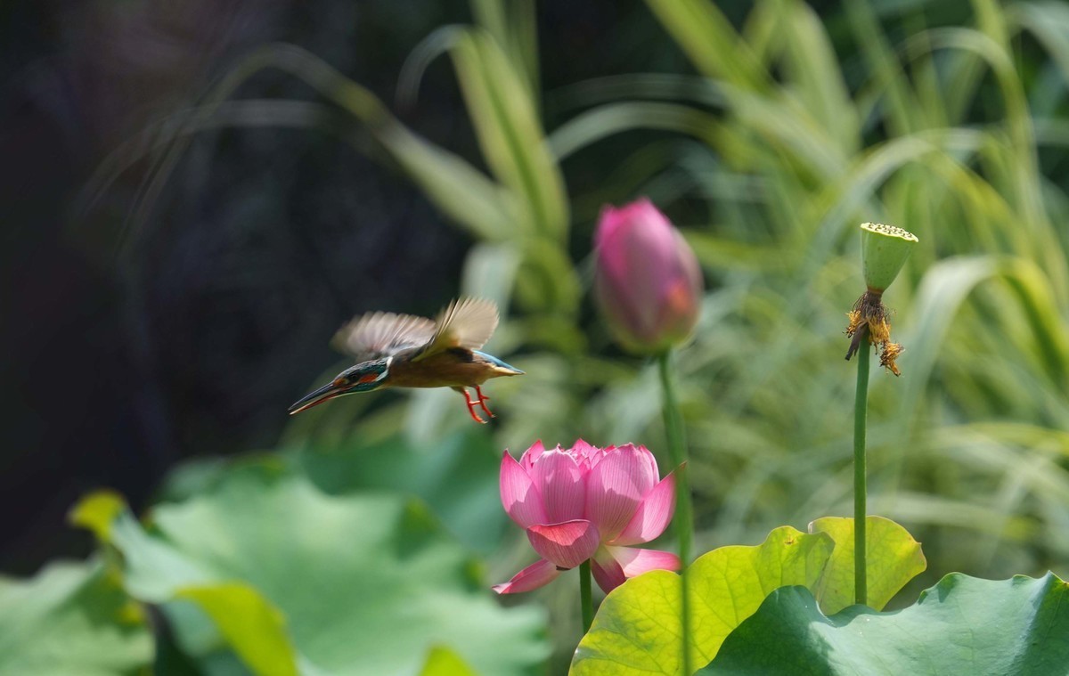 #版主坐堂#索尼大版星空(中国)2022年6月份优秀作品精选汇总