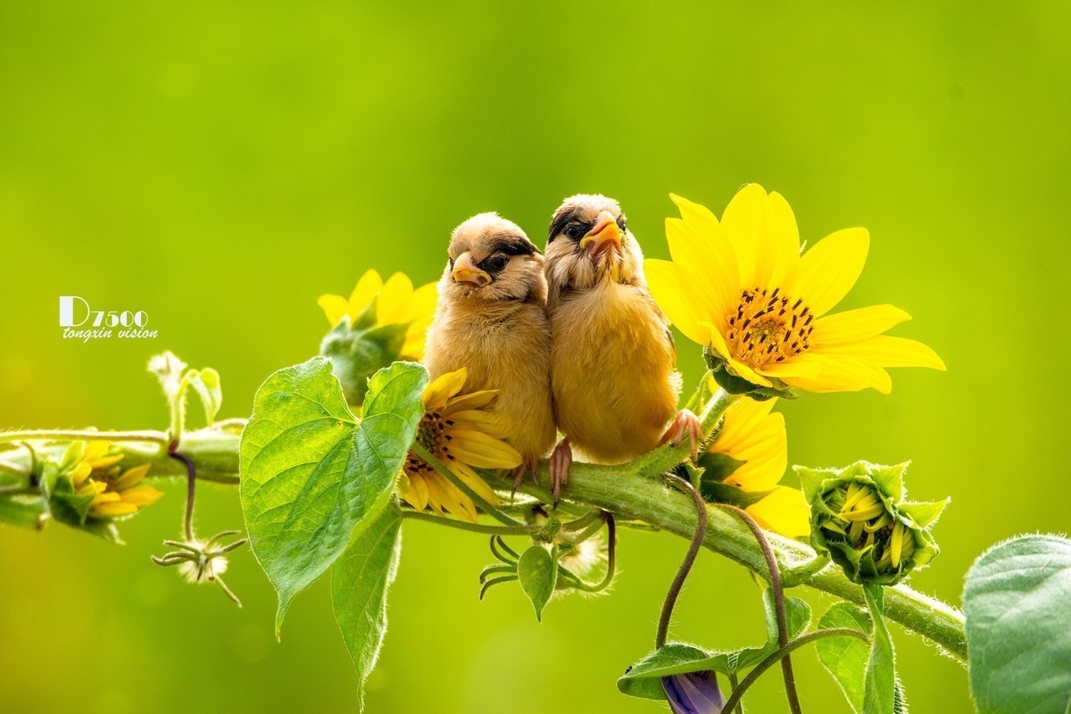 #版主坐堂#索尼大版星空(中国)2022年6月份优秀作品精选汇总