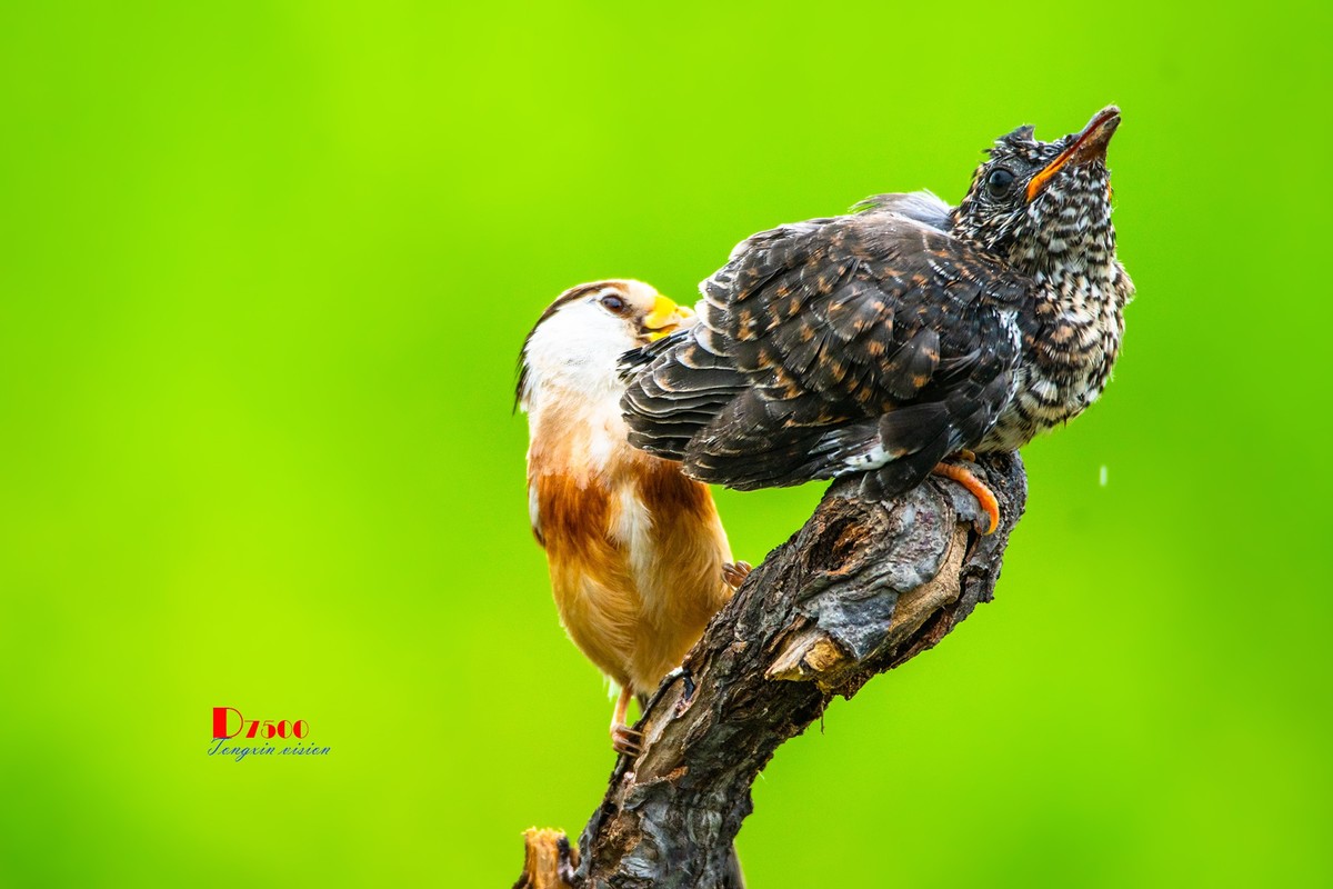 震旦鸦雀与杜鹃鸟39