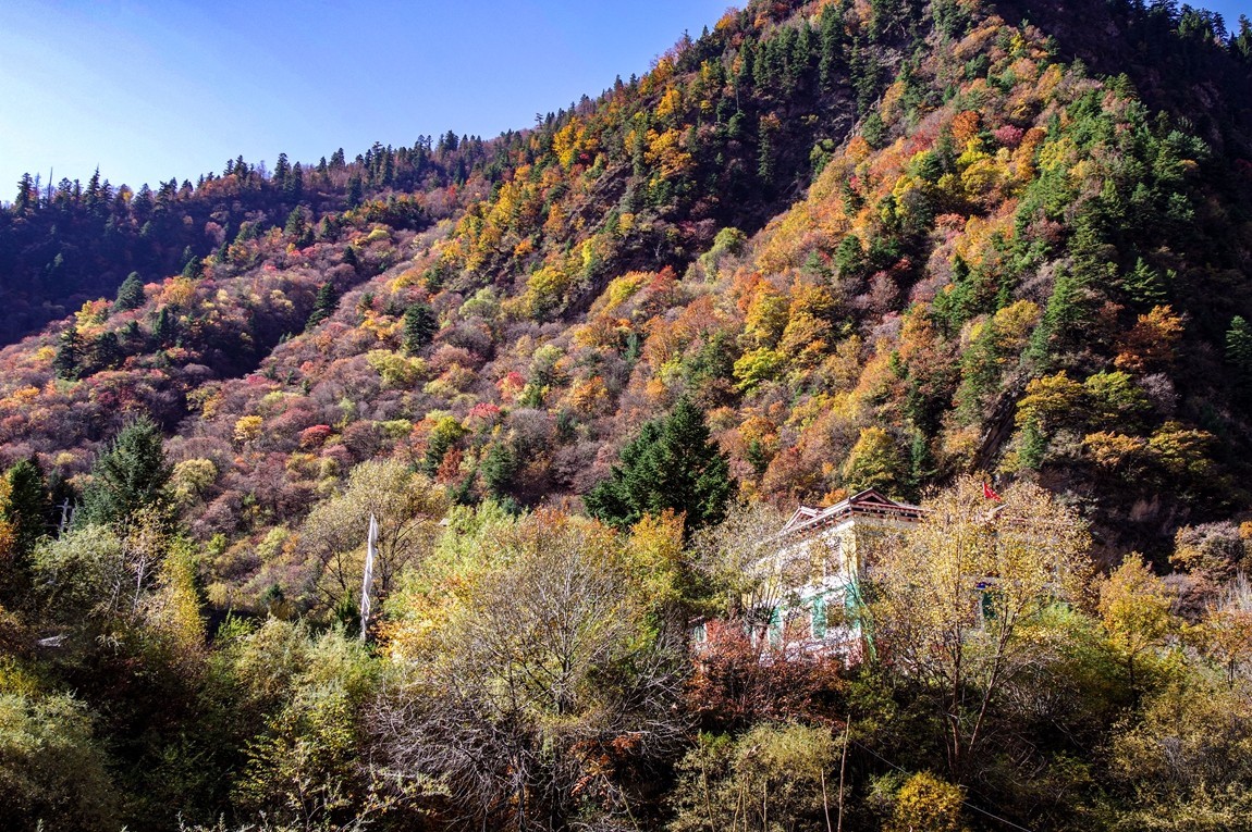 川西--黑水--奶子沟彩林【8】