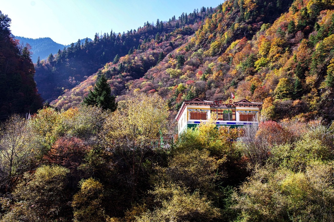 川西--黑水--奶子沟彩林【8】