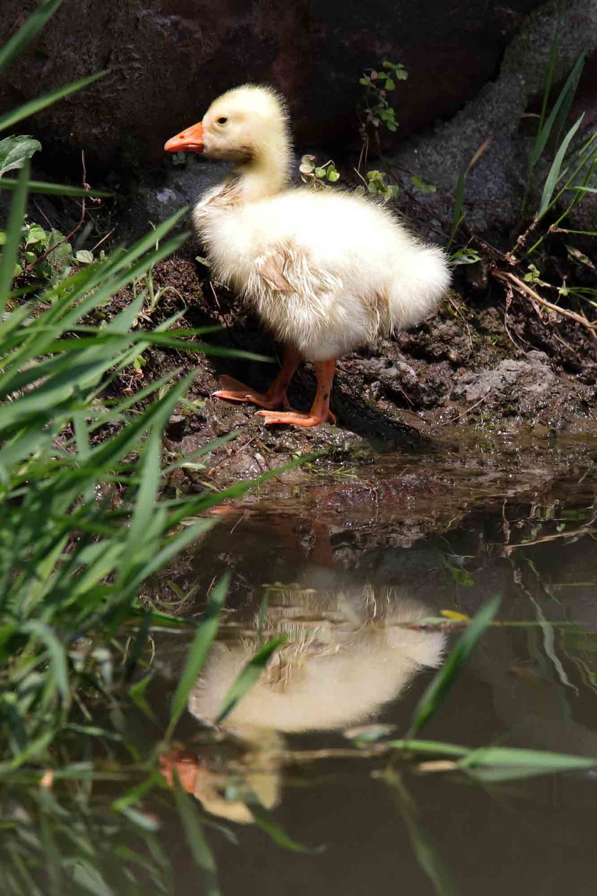 毛茸茸的小鸭子