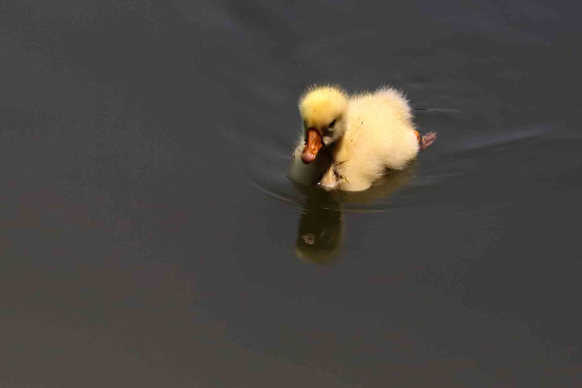 毛茸茸的小鸭子