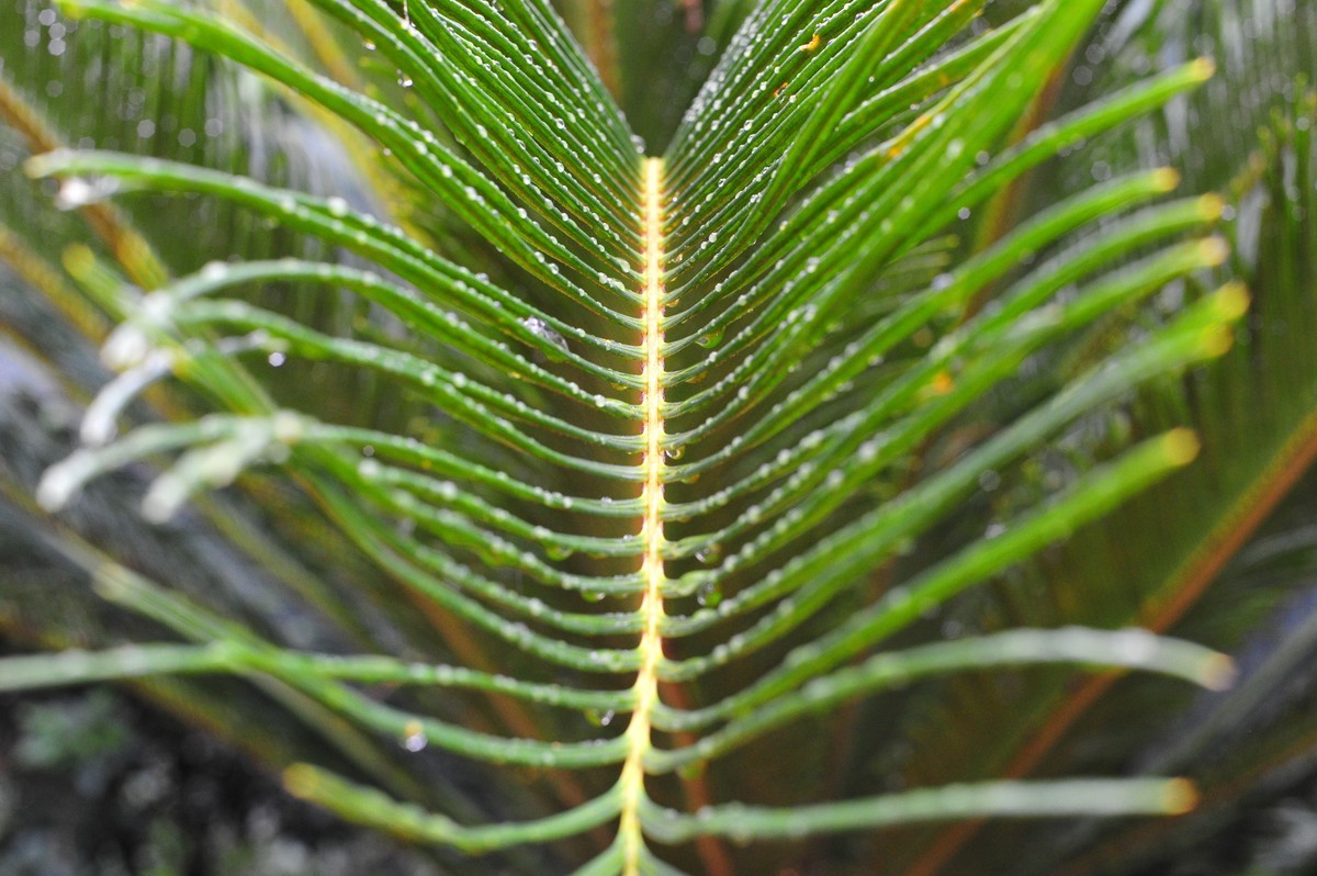 雨后晨拍