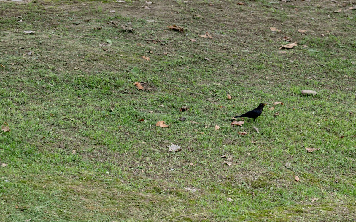 庐州印象（363）拜访影中笑版主老师