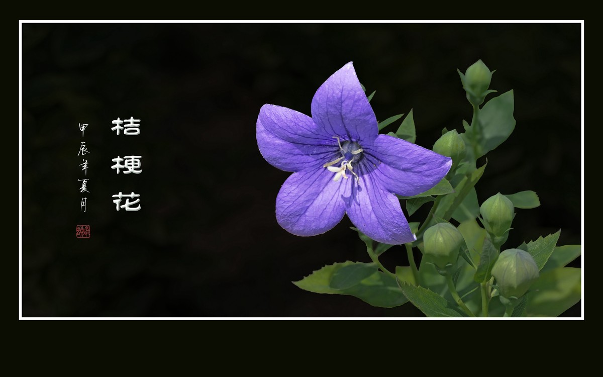 漂亮的蓝星星桔梗花