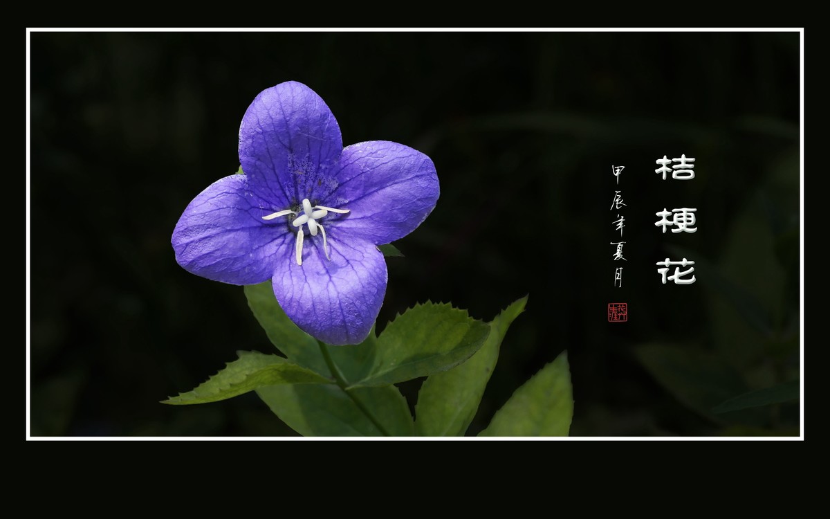 漂亮的蓝星星桔梗花