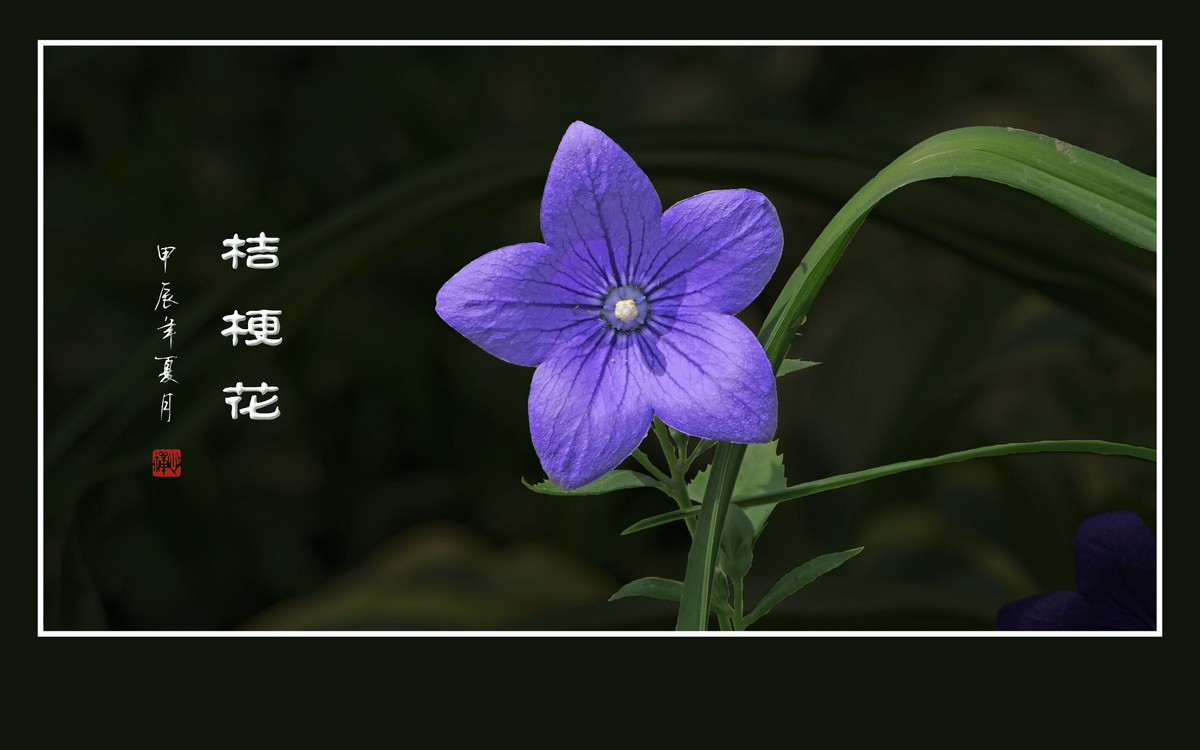 漂亮的蓝星星桔梗花