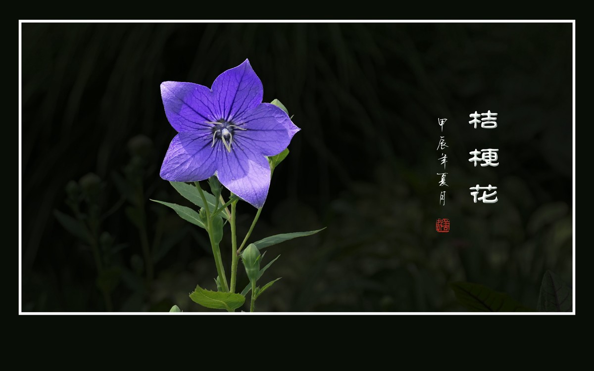 漂亮的蓝星星桔梗花