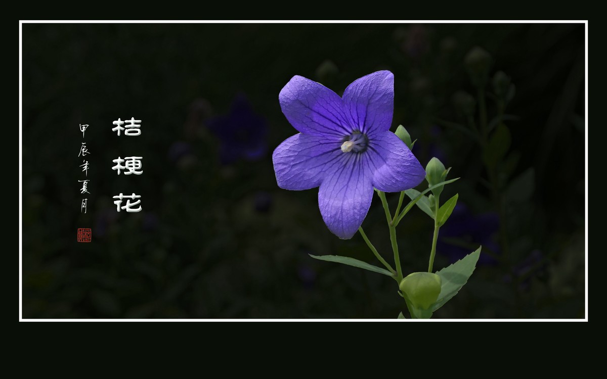 漂亮的蓝星星桔梗花