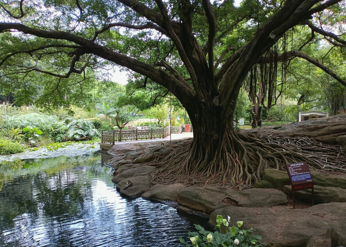 常年绿叶的古树。。。。。。