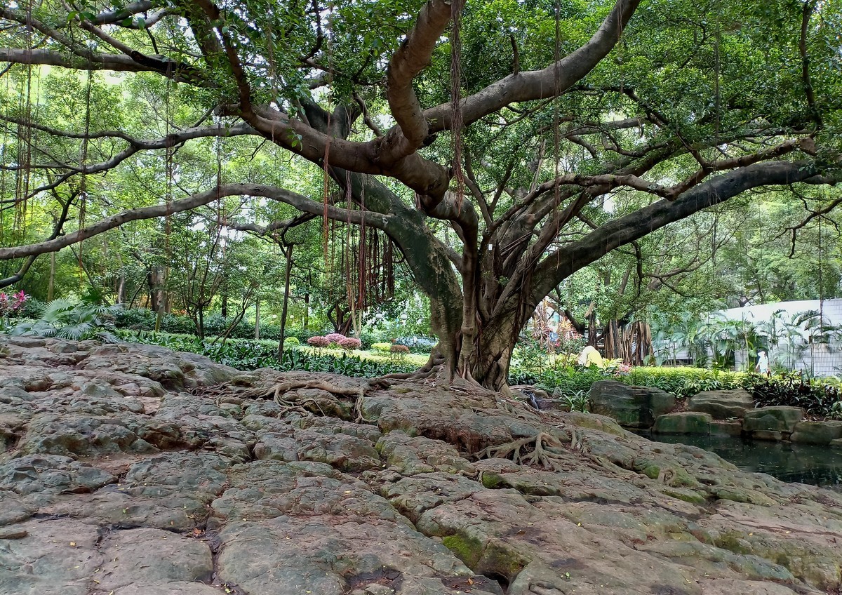 常年绿叶的古树。。。。。。