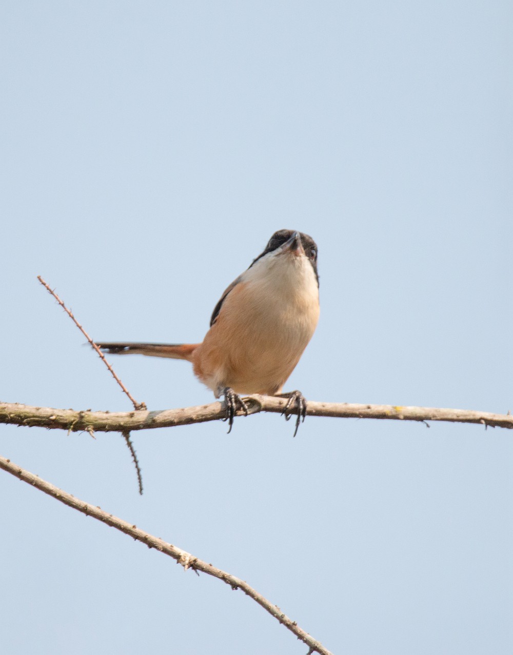 1218 一梭子拍鸟