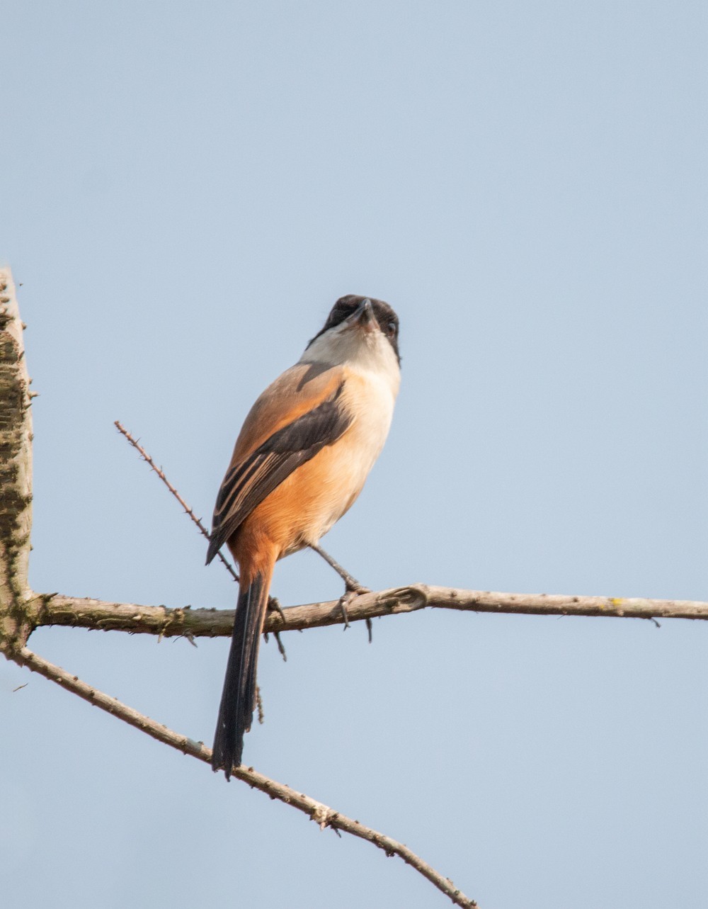 1218 一梭子拍鸟