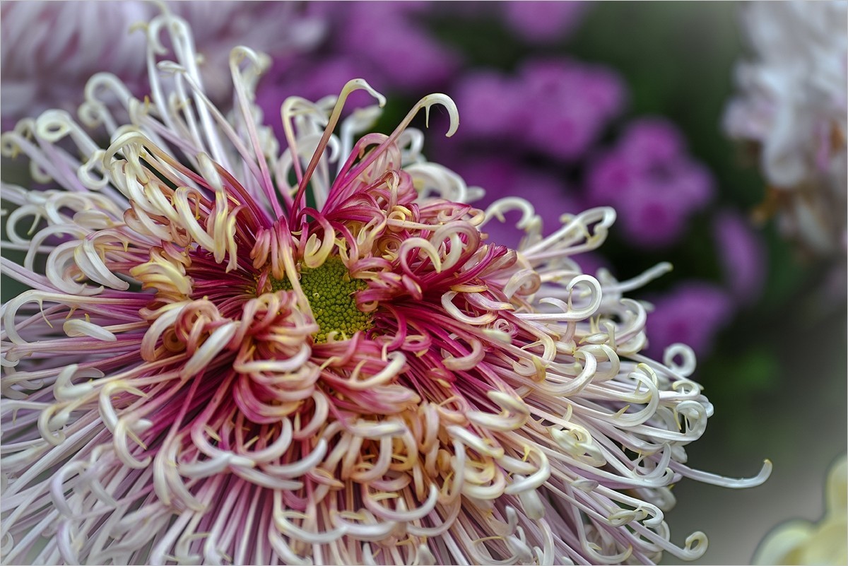 2025年第0042贴-天坛公园菊花拍（0114）