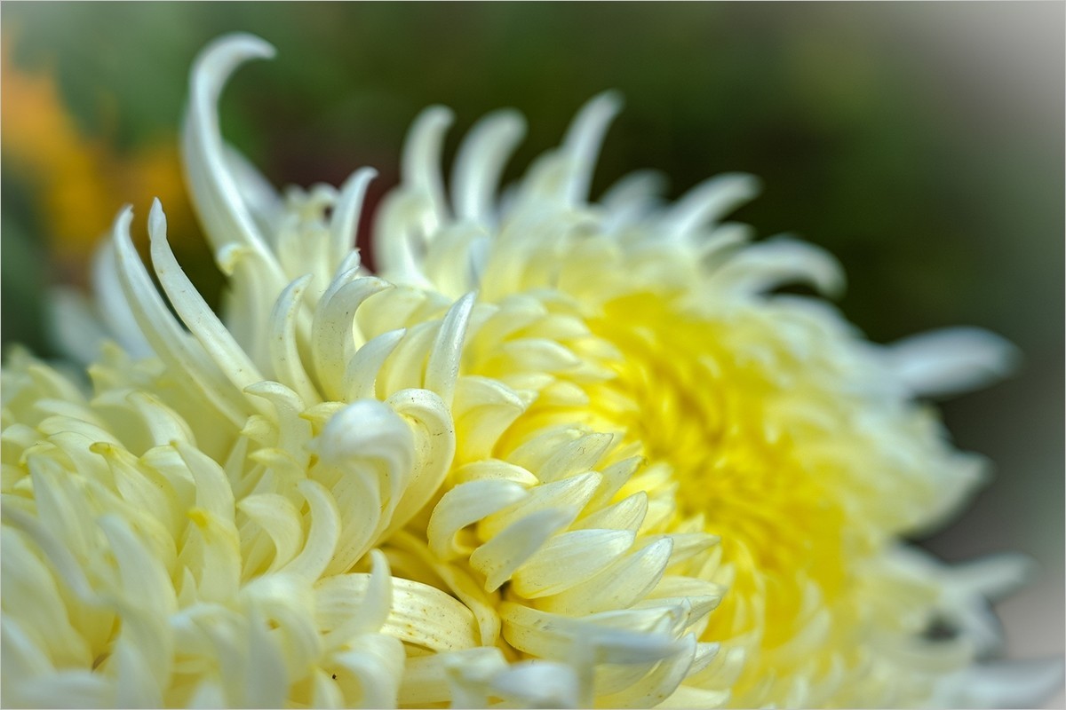 2025年第0042贴-天坛公园菊花拍（0114）