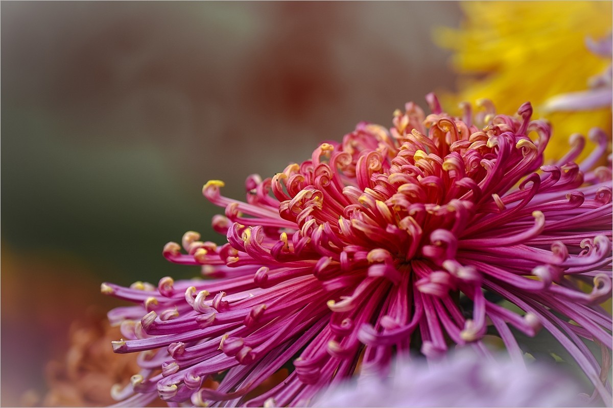 2025年第0042贴-天坛公园菊花拍（0114）