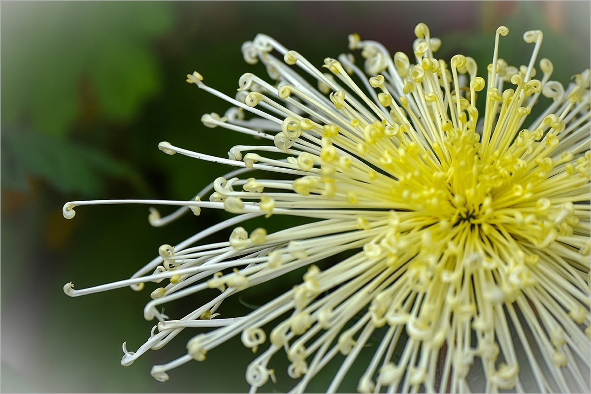 2025年第0042贴-天坛公园菊花拍（0114）