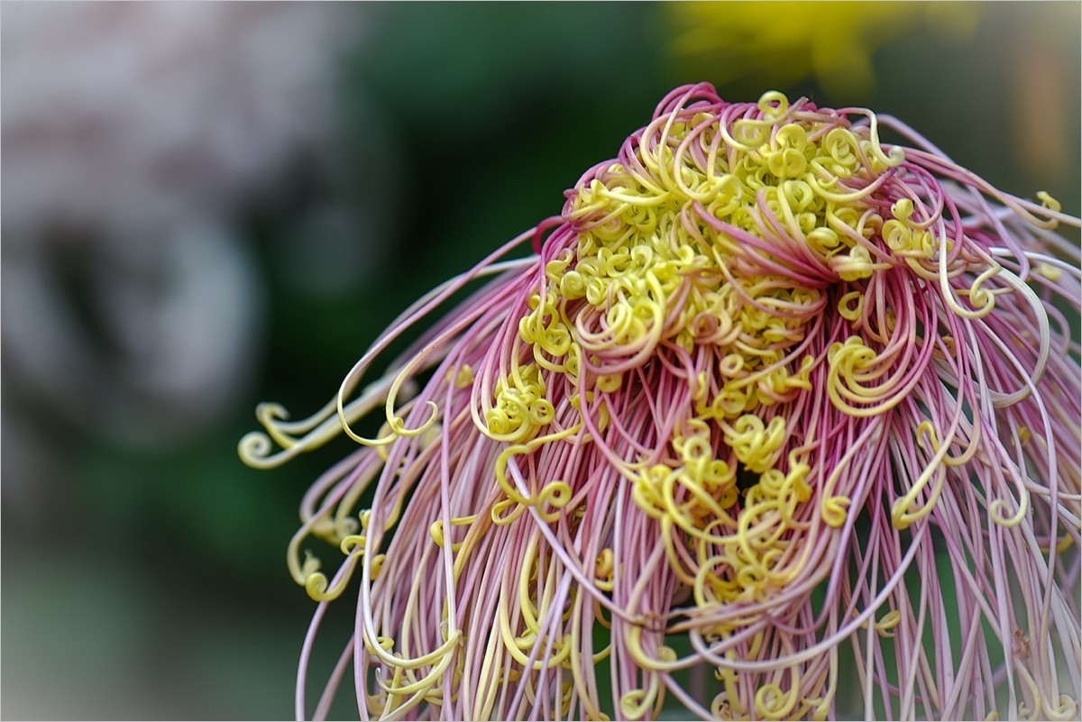 2025年第0042贴-天坛公园菊花拍（0114）