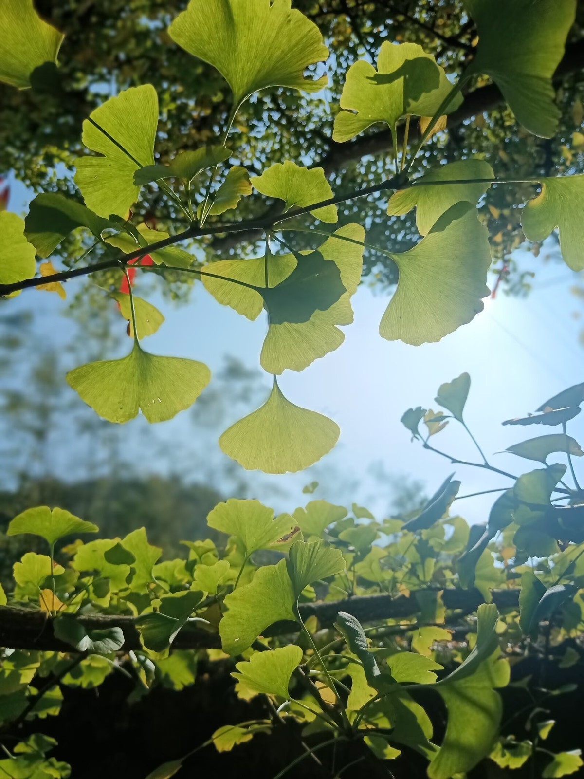 《转》有一坛酒叫做醉生梦死，喝了可以忘记过去。