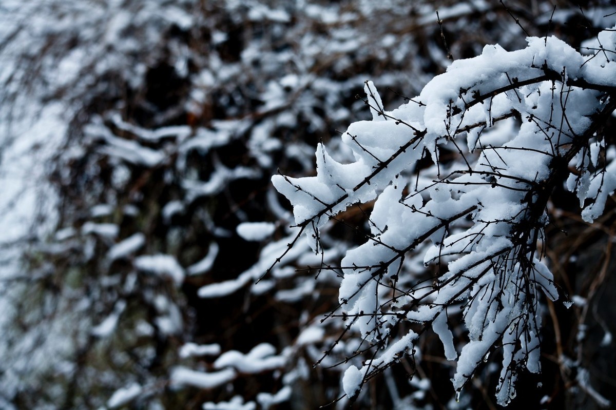 济南——大雪后景色（三）