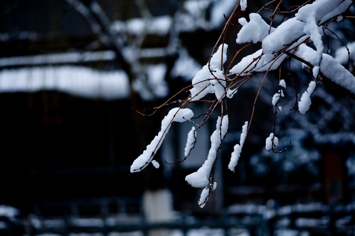 济南——大雪后景色（三）
